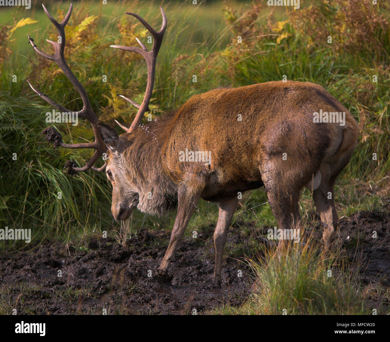 RED DEER Cervus elaphus stag scent marking using urine during rut