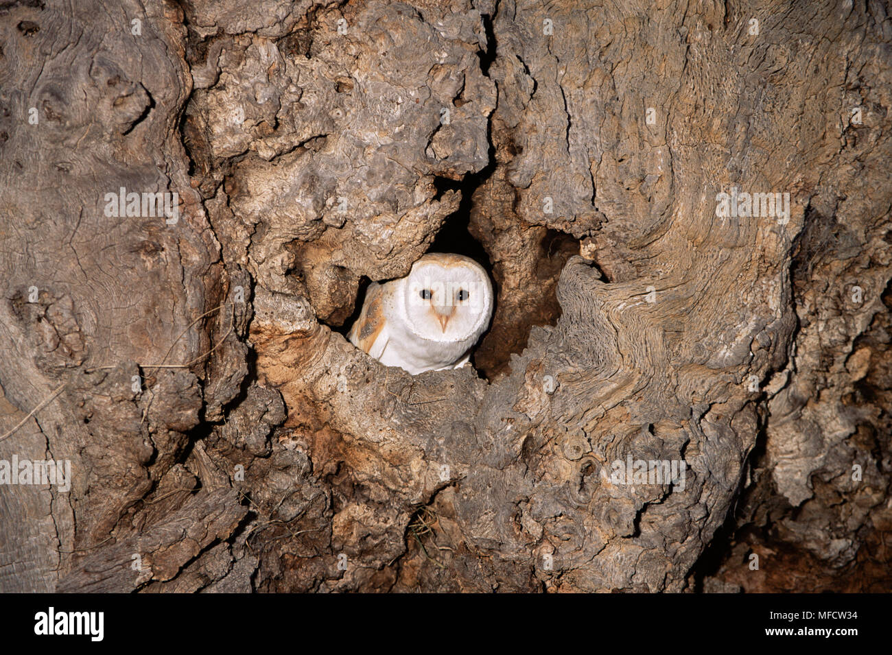 Barn Owl Tyto Alba In Nest Hole In Old Oak Tree Uk Stock Photo