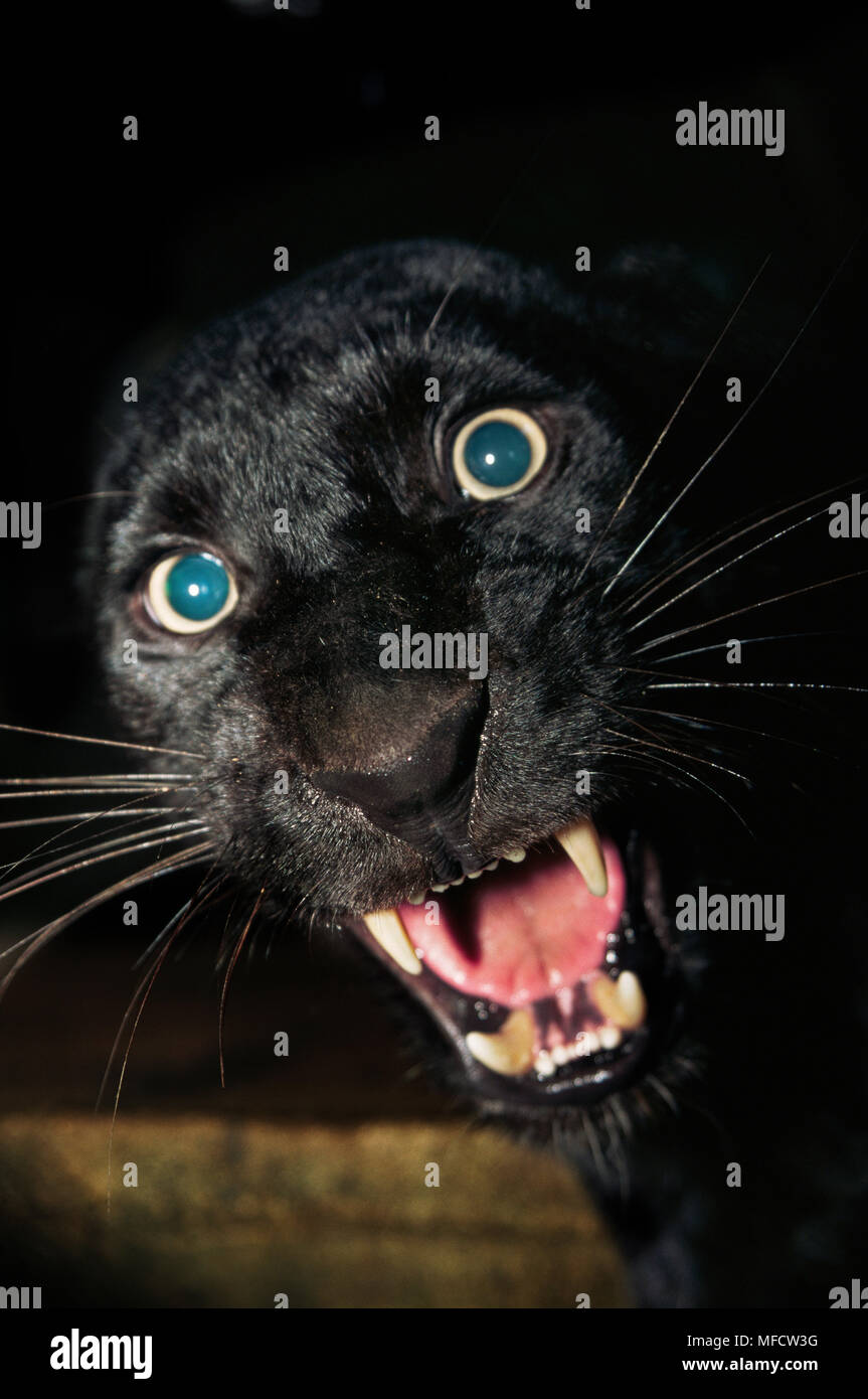 BLACK PANTHER snarling Panthera pardus USA Stock Photo - Alamy