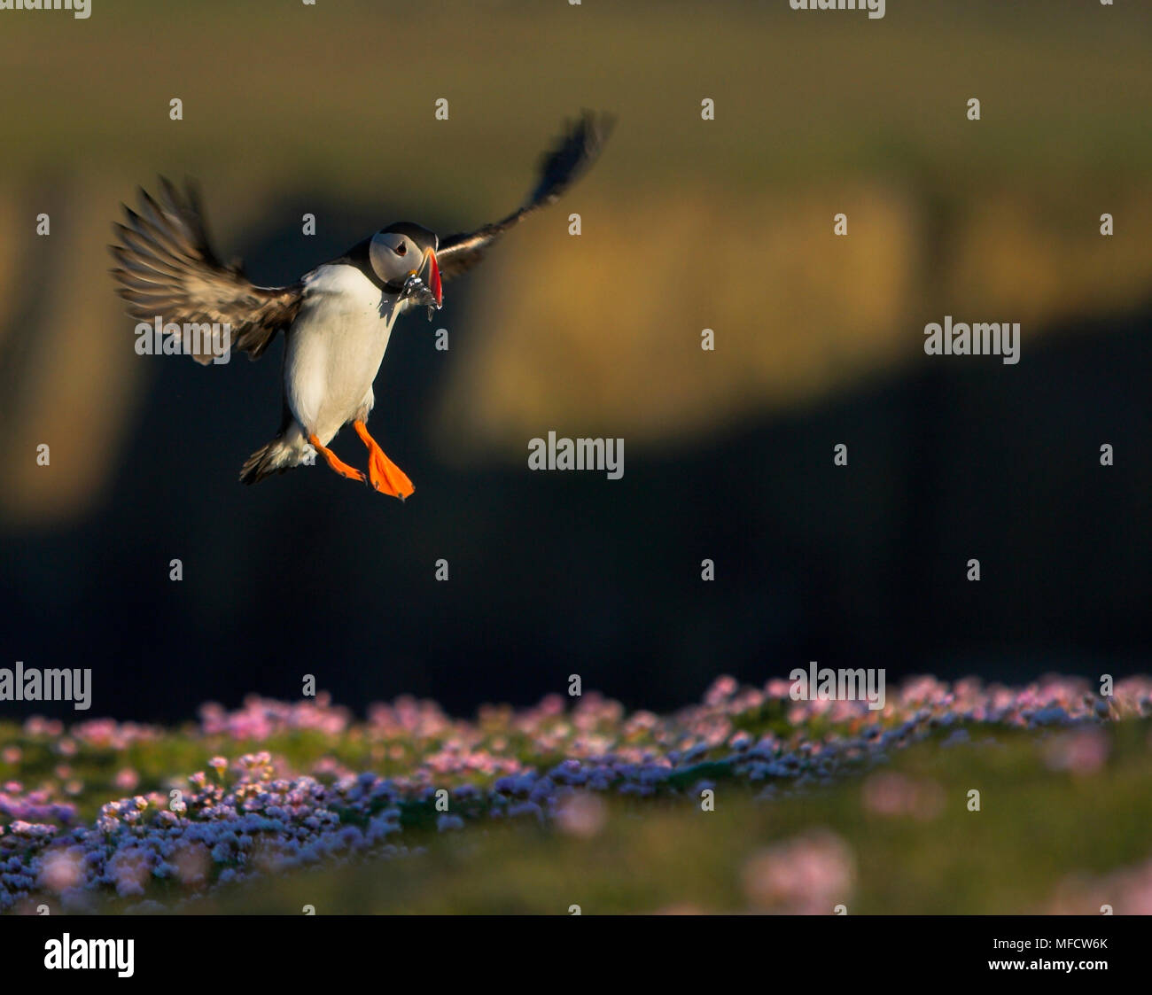 puffin-fratercula-arctica-landing-in-colony-with-sand-eel-prey-fair