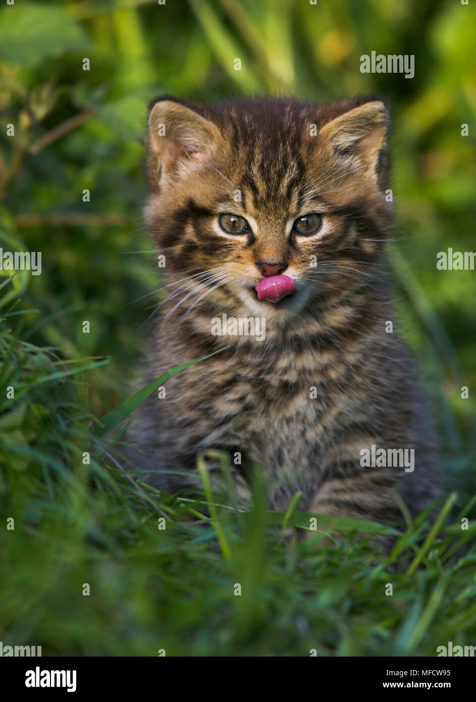 SCOTTISH WILDCAT kitten Felis sylvestris UK Stock Photo Alamy