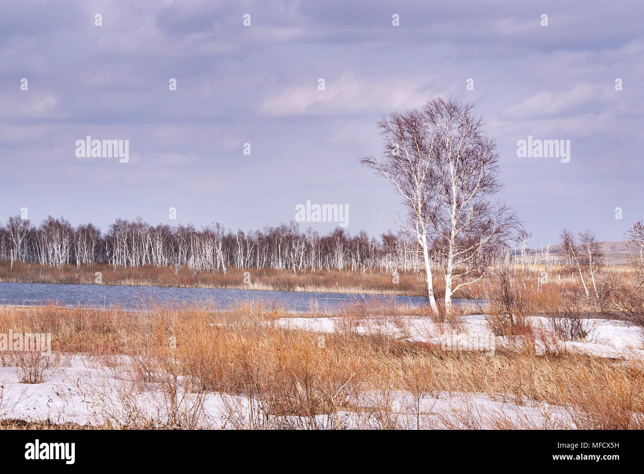 Dry grass. Grey sky. White snow. Overcast. Stock Photo