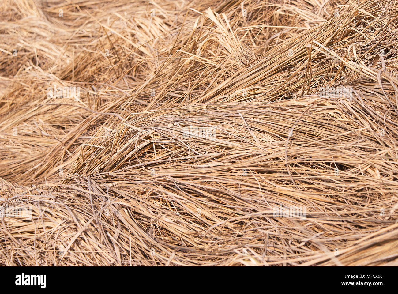 Dry grass. Natural background. Straw. Stock Photo