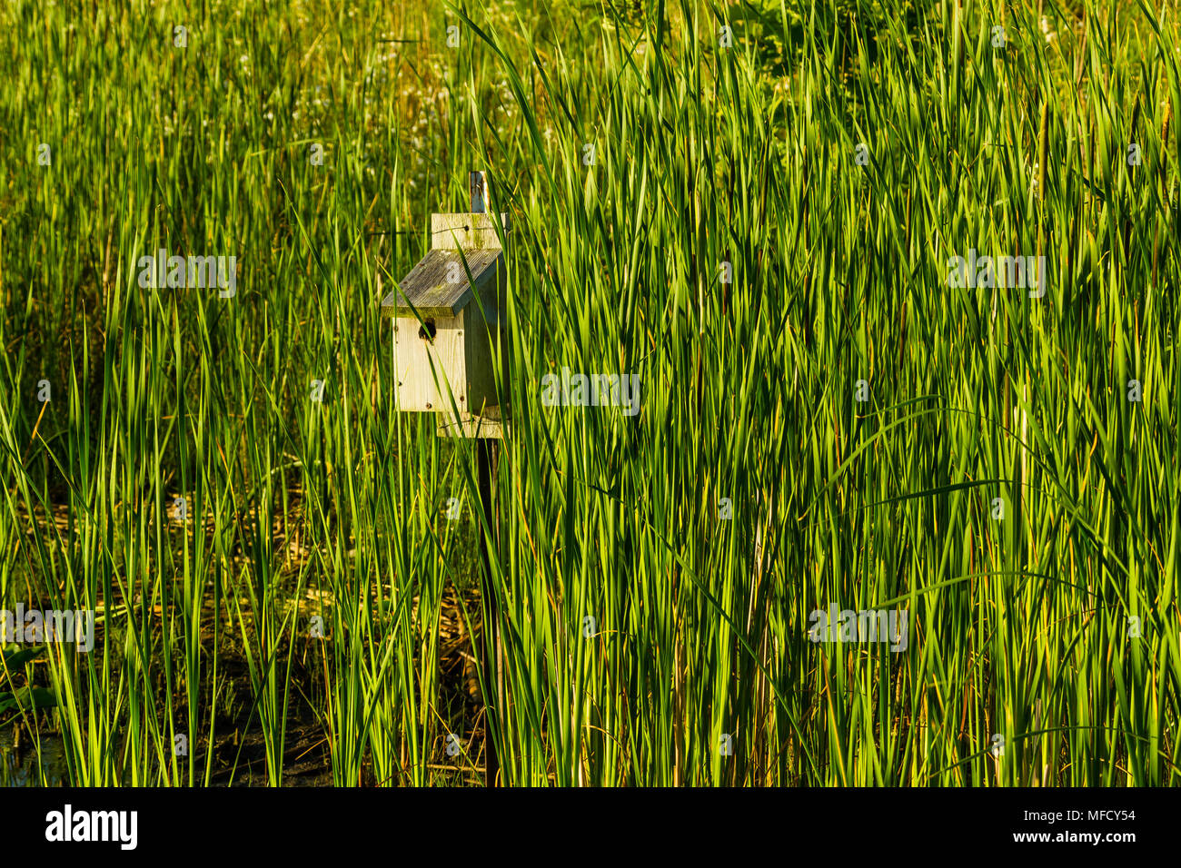 Birdhouse on pole hi-res stock photography and images - Alamy