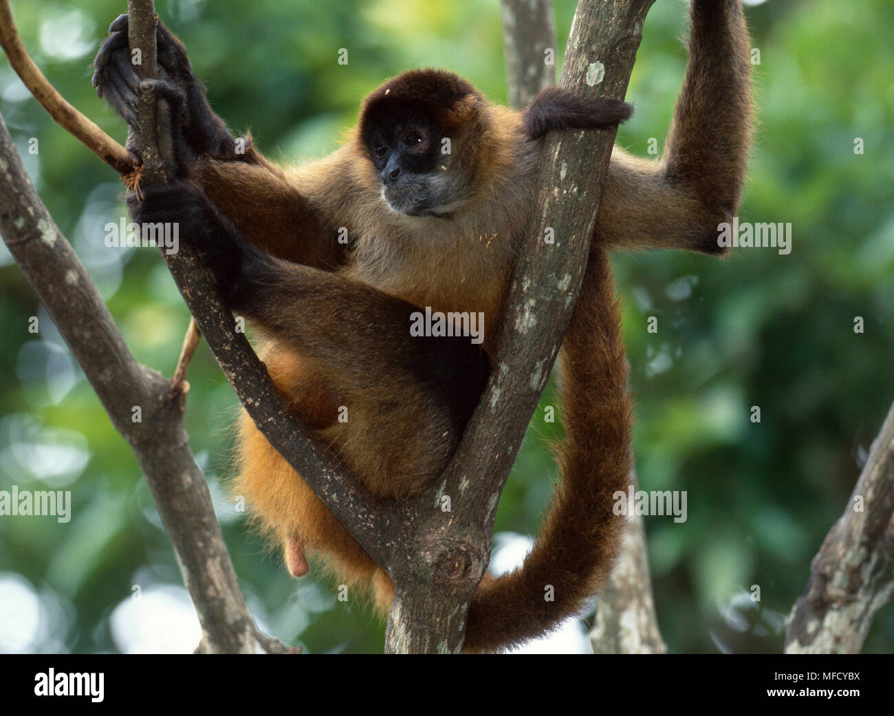 BLACK-HANDED SPIDER MONKEY  Ateles geoffroyi  Costa Rica, Central America  Endangered species Stock Photo