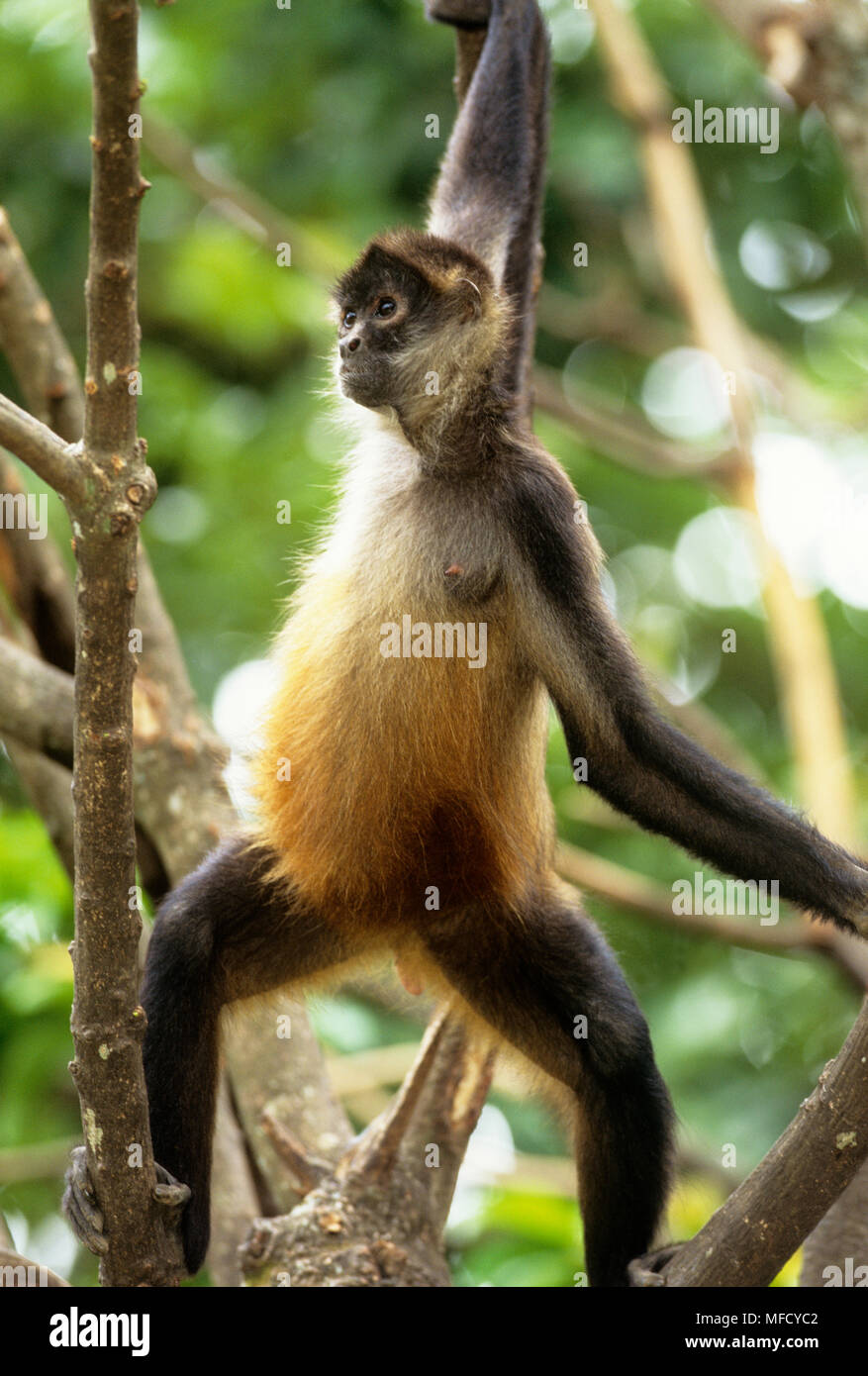 CENTRAL AMERICAN SPIDER MONKEY Ateles geoffroyi panamensis Costa Rica. Endangered. Stock Photo