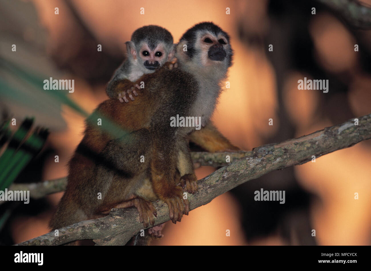 CENTRAL AMERICAN SQUIRREL MONKEY Saimiri oerstedii with young, Antonio National Park, Costa Rica. Endangered. Stock Photo