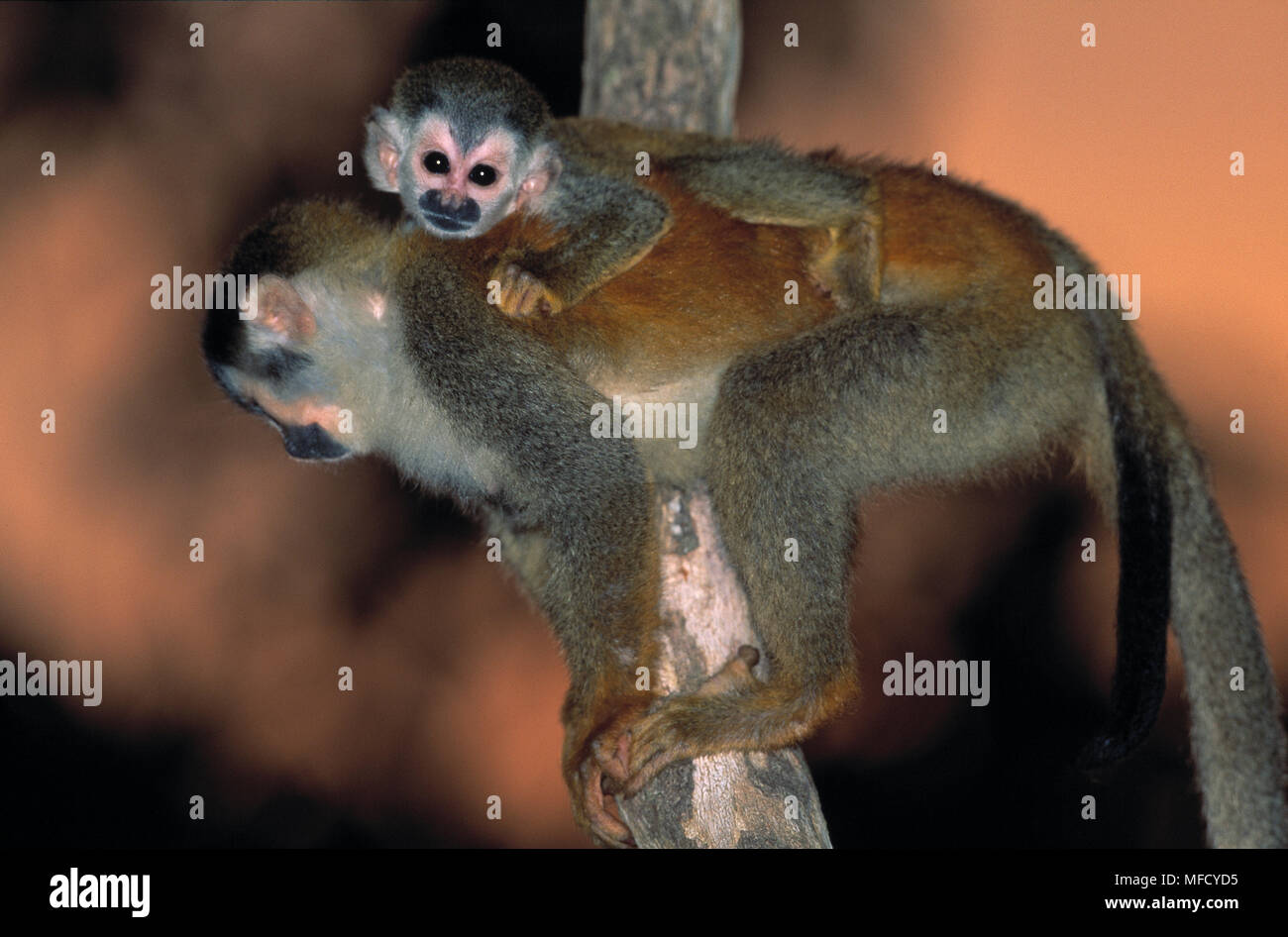 CENTRAL AMERICAN SQUIRREL MONKEY Saimiri oerstedii with young, Antonio National Park, Costa Rica. Endangered. Stock Photo