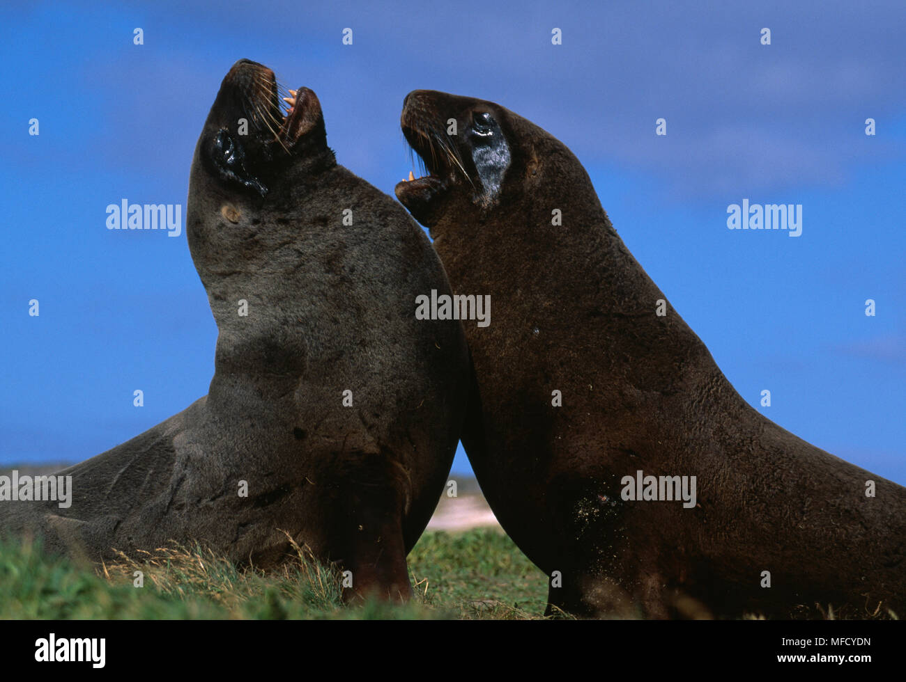 HOOKER'S SEALION two males  Phocarctos hookeri  sparring Enderby Island, Auckland Is.,  sub-Antarctic New Zealand Stock Photo
