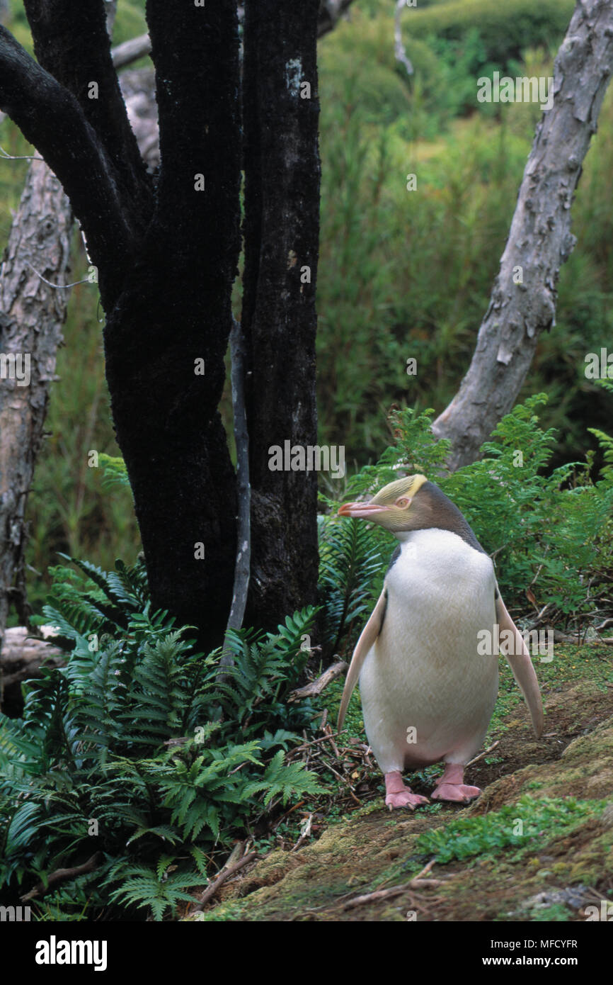 YELLOW-EYED PENGUIN Megadyptes antipodes Enderby Island, Auckland Islands,  New Zealand. Stock Photo