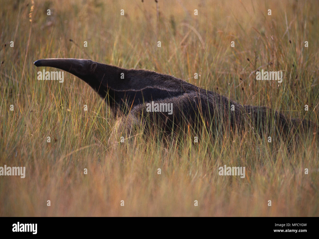 GIANT ANTEATER  Myrmecophaga tridactyla  on grassland Serra da Canastra  National Park, Brazil, South America Stock Photo