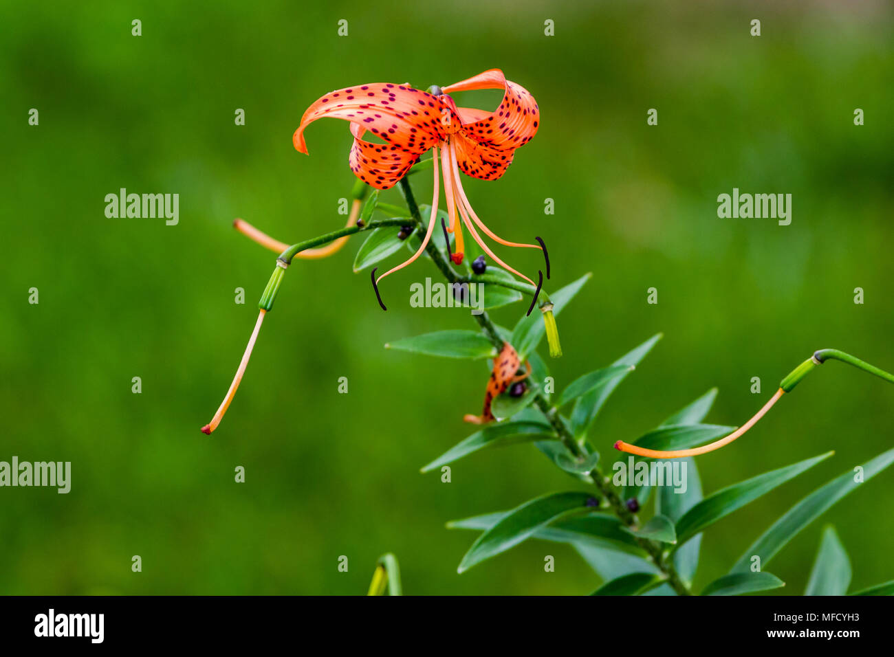 the last tiger lily bloom of the summer Stock Photo Alamy