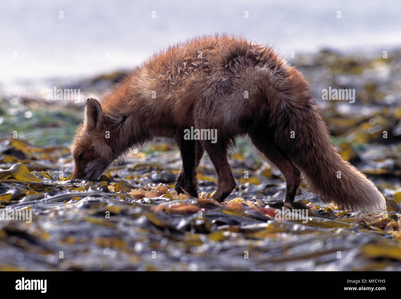 NORTH AMERICAN RED FOX Vulpes fulva looking for Chitons to eat, on