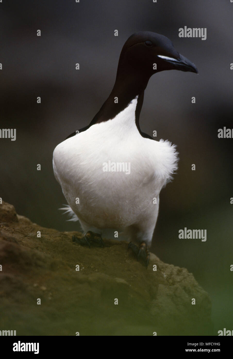 BRUNNICH'S GUILLEMOT     Uria lomvia  or Thick-Billed Murre  Saint Paul Island,  Pribilof Islands, Alaska, USA Stock Photo