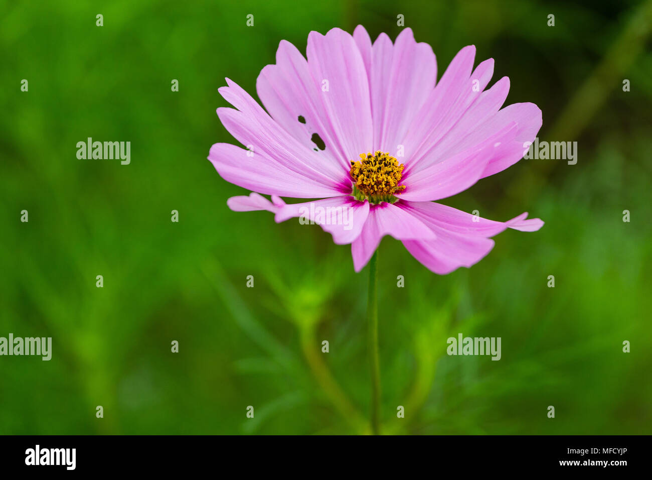 a close up of a large pink wildflower Stock Photo