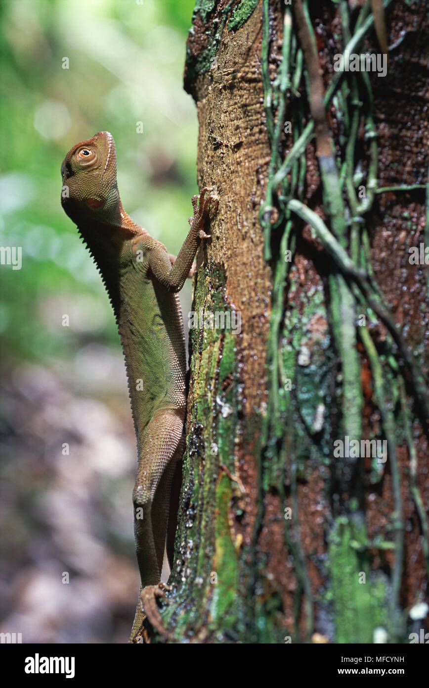 IHERING'S FATHEAD ANOLE Enyalius iheringii Atlantic rainforest, Una Reserve, Bahia,  Brazil Stock Photo