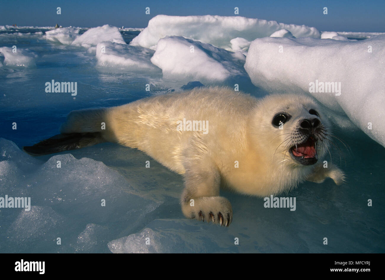 HARP SEAL pup on ice Phoca groenlandica Magdalen Island, Quebec,  eastern Canada. Early March. Stock Photo