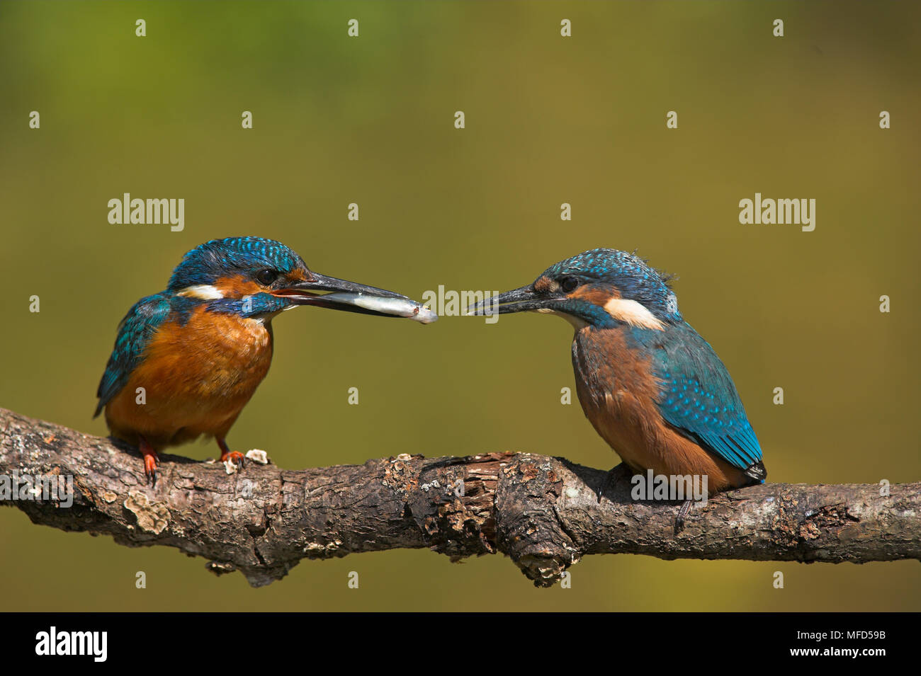 Baby Kingfisher High Resolution Stock Photography and Images Alamy