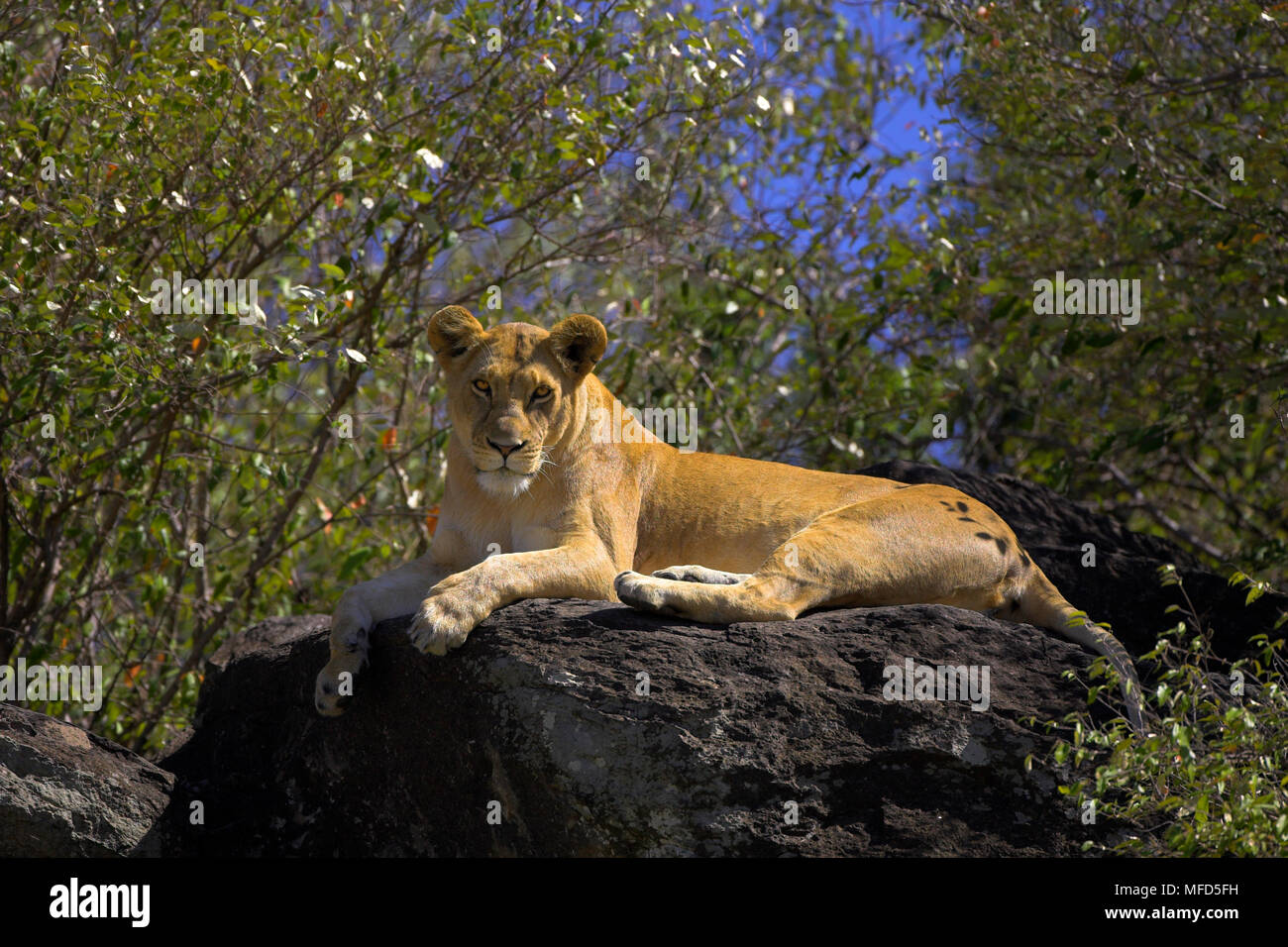 AFRICAN LION Panthera leo lying on rock Kenya Stock Photo - Alamy