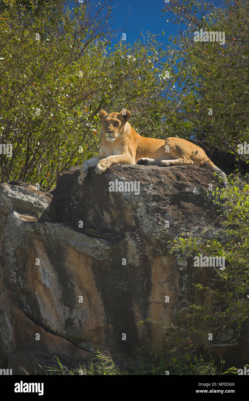 AFRICAN LION Panthera leo lying on rock Kenya Stock Photo - Alamy