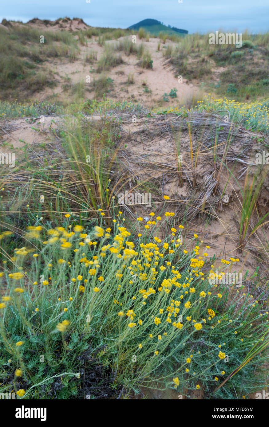 SIEMPREVIVA o PERPETUA SILVESTRE (Helichrysum stoechas), la perpetua o siemprevivaValdearenas beach, Dunas de Liencres Natural Park, Cantabrian Sea, P Stock Photo