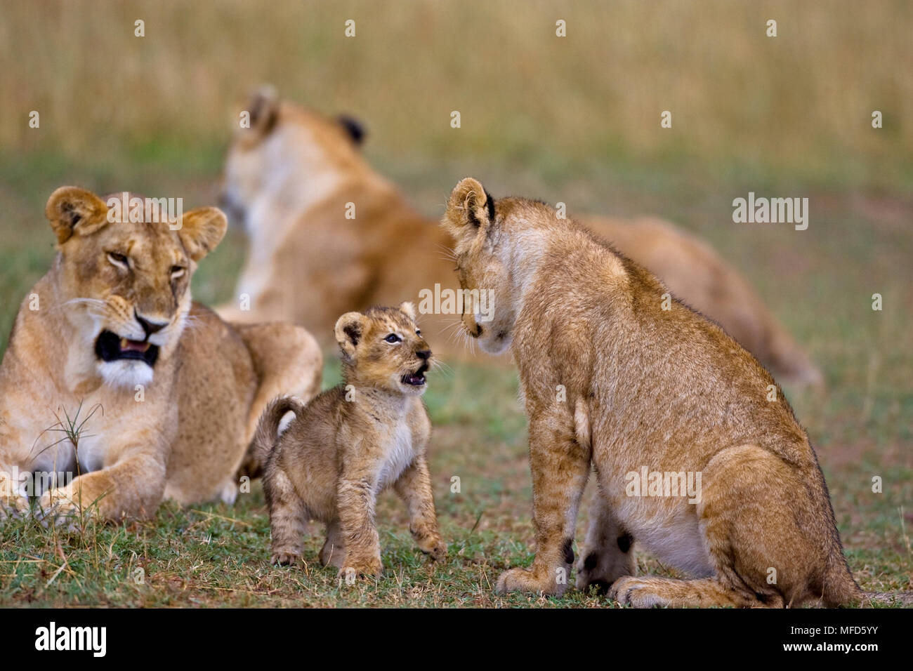 AFRICAN LION Panthera leo cubs playing Masai Mara, Kenya, Africa Stock ...