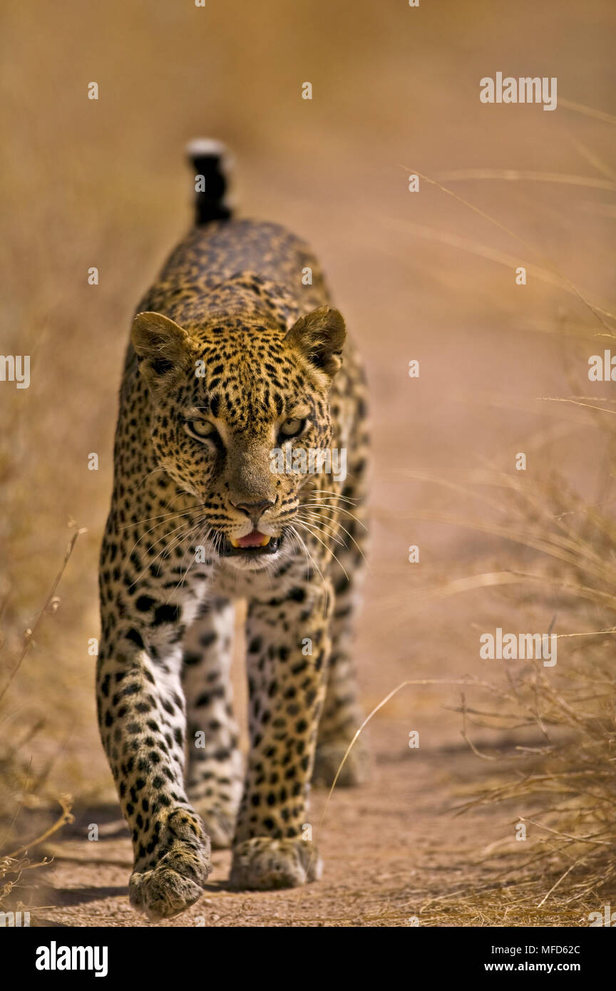 Walking african leopard hi-res stock photography and images - Alamy