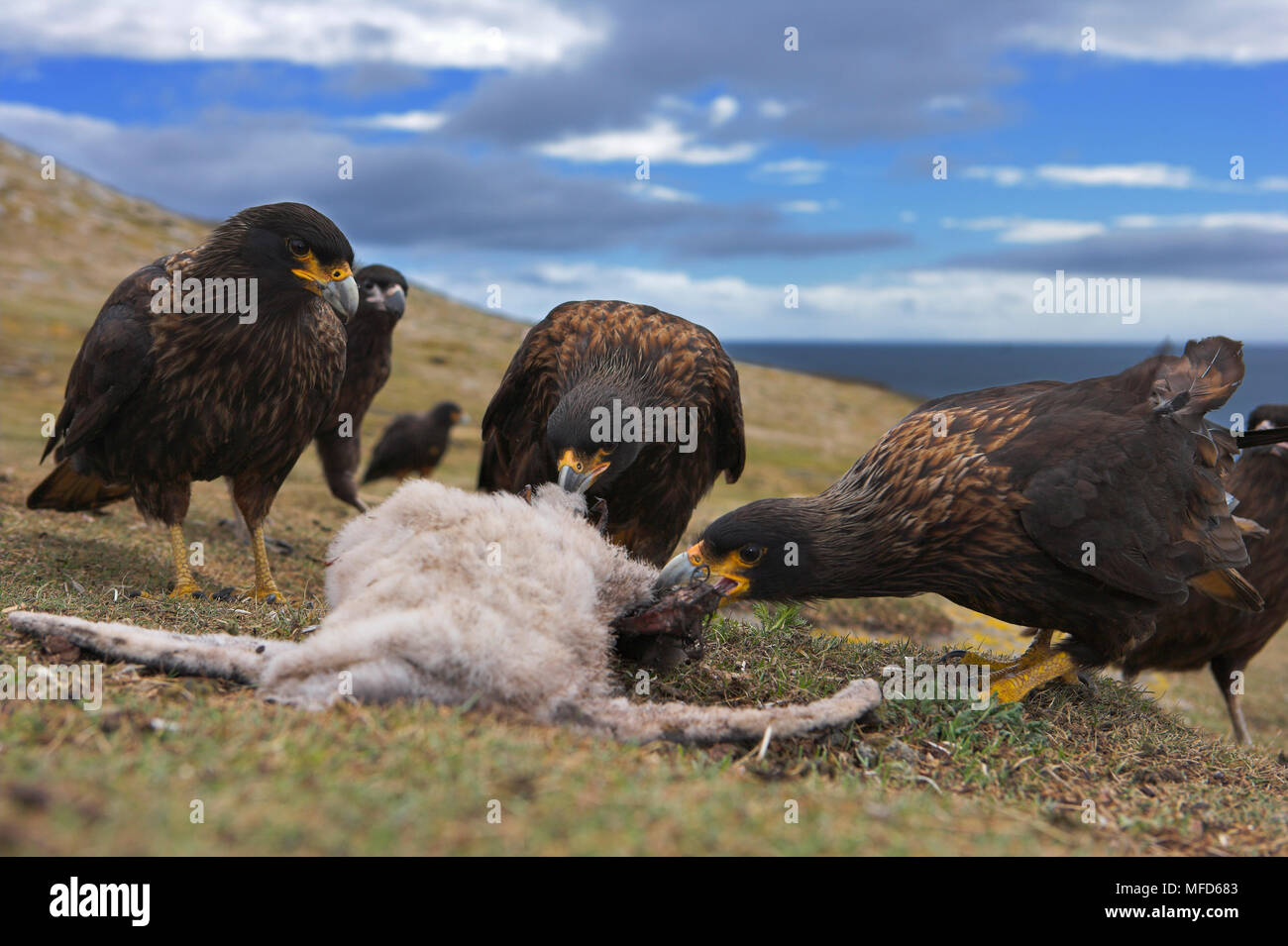 STRIATED CARACARA Phalcoboenus australis group feeding on dead penguin chick Falkland Islands Stock Photo