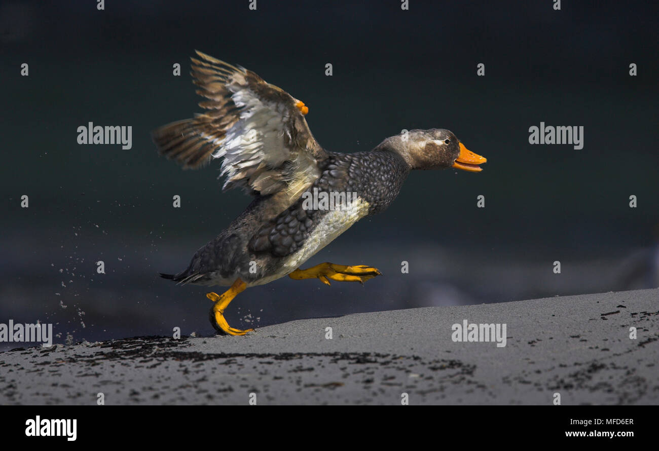 FLIGHTLESS STEAMER DUCK Tachyeres brachypterus male chasing female