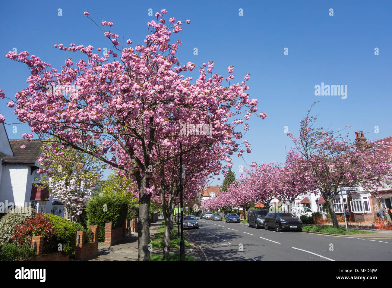 Pink cherry blossom trees (Prunus serrulata) on Staveley Road in Chiswick, west London, UK Stock Photo