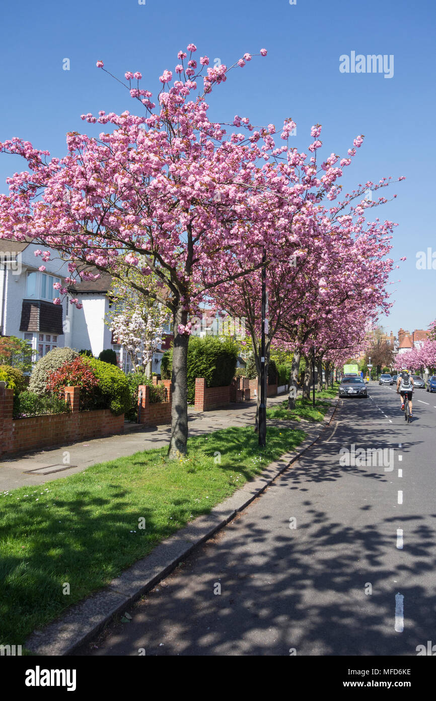 Pink Cherry Blossom Street England Stock Photos Pink Cherry