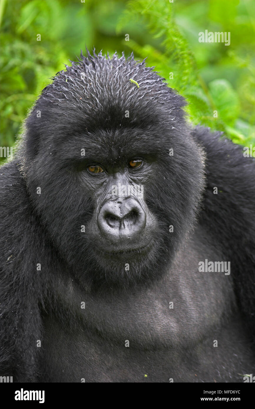 Mountain Gorilla Gorilla Beringei Beringei Blackback Male Virunga Mountains Rwanda Stock Photo Alamy