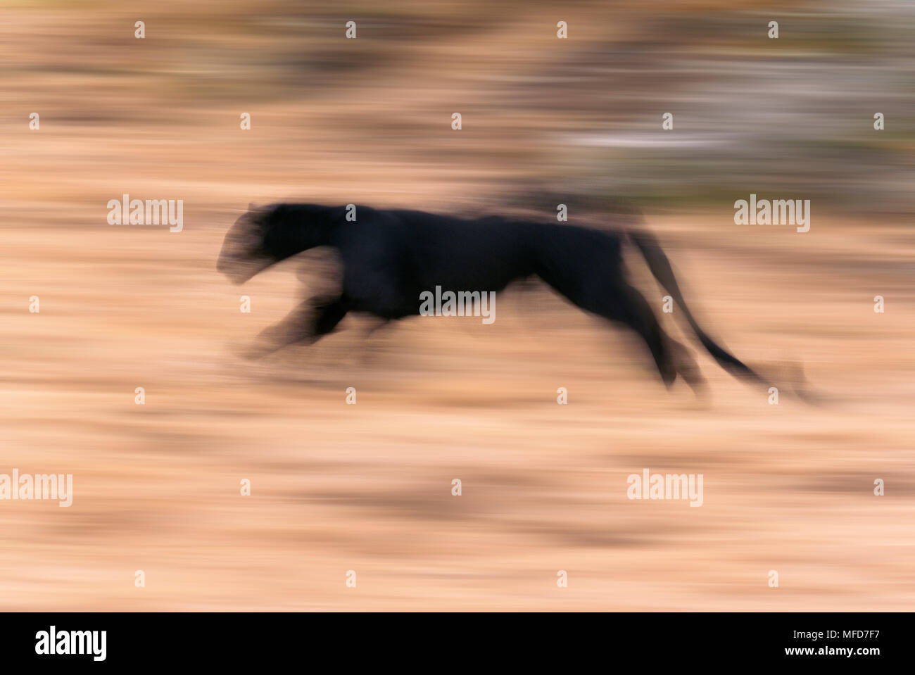 BLACK PANTHER Panthera pardus running USA Stock Photo Alamy
