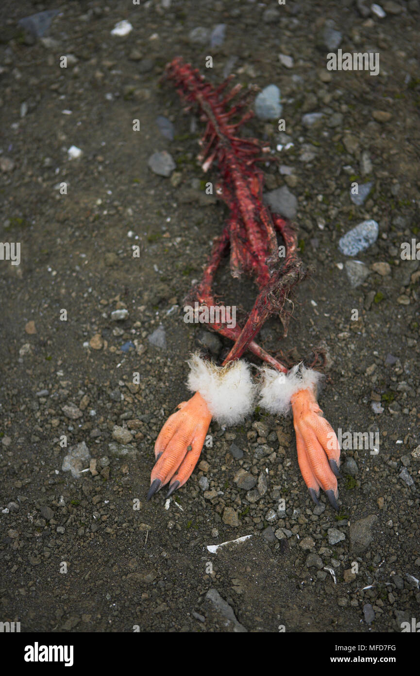 GENTOO PENGUIN Pygoscelis papua skeleton after skua attack Falkland Islands Stock Photo