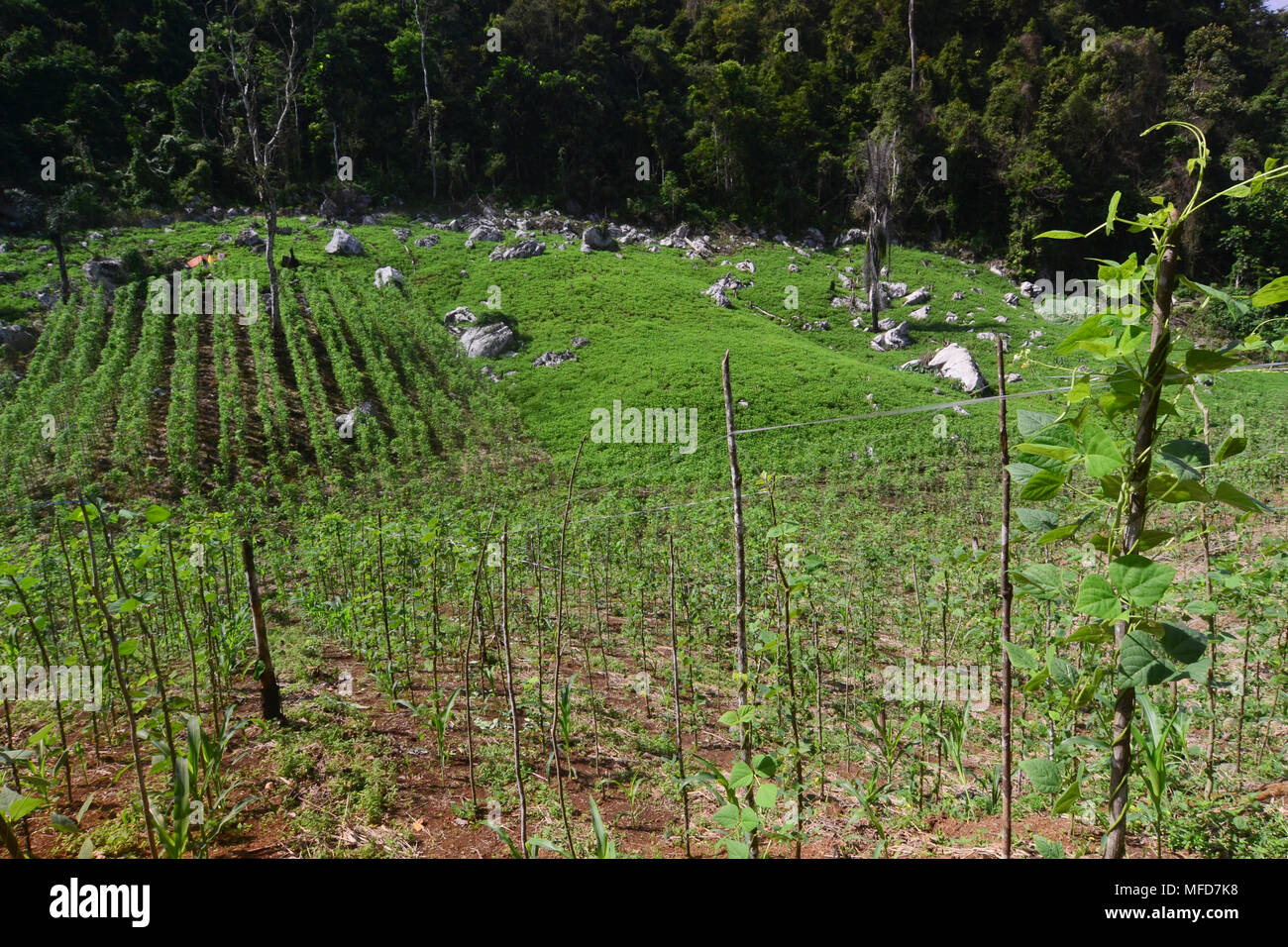 Kalimantan Indonesia Bird Stock Photos Kalimantan