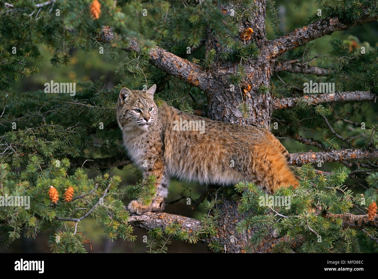 North american bobcats hi-res stock photography and images - Alamy