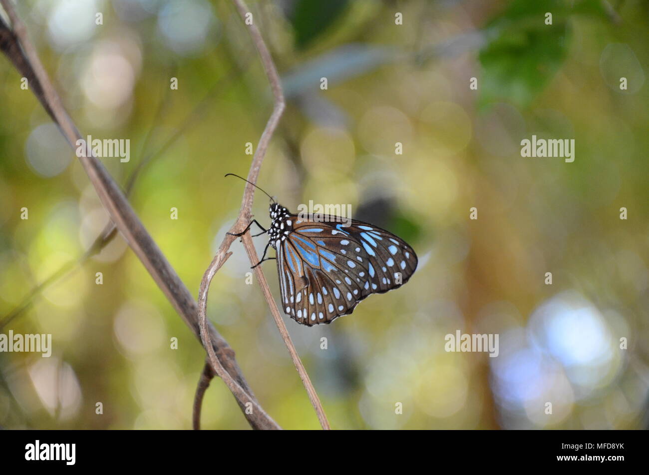 Tirumala limniace, the blue tiger butterfly, magnetic island Stock Photo