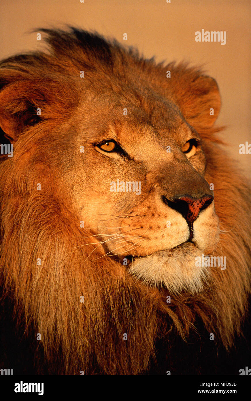 AFRICAN LION Panthera leo male portrait USA Stock Photo - Alamy
