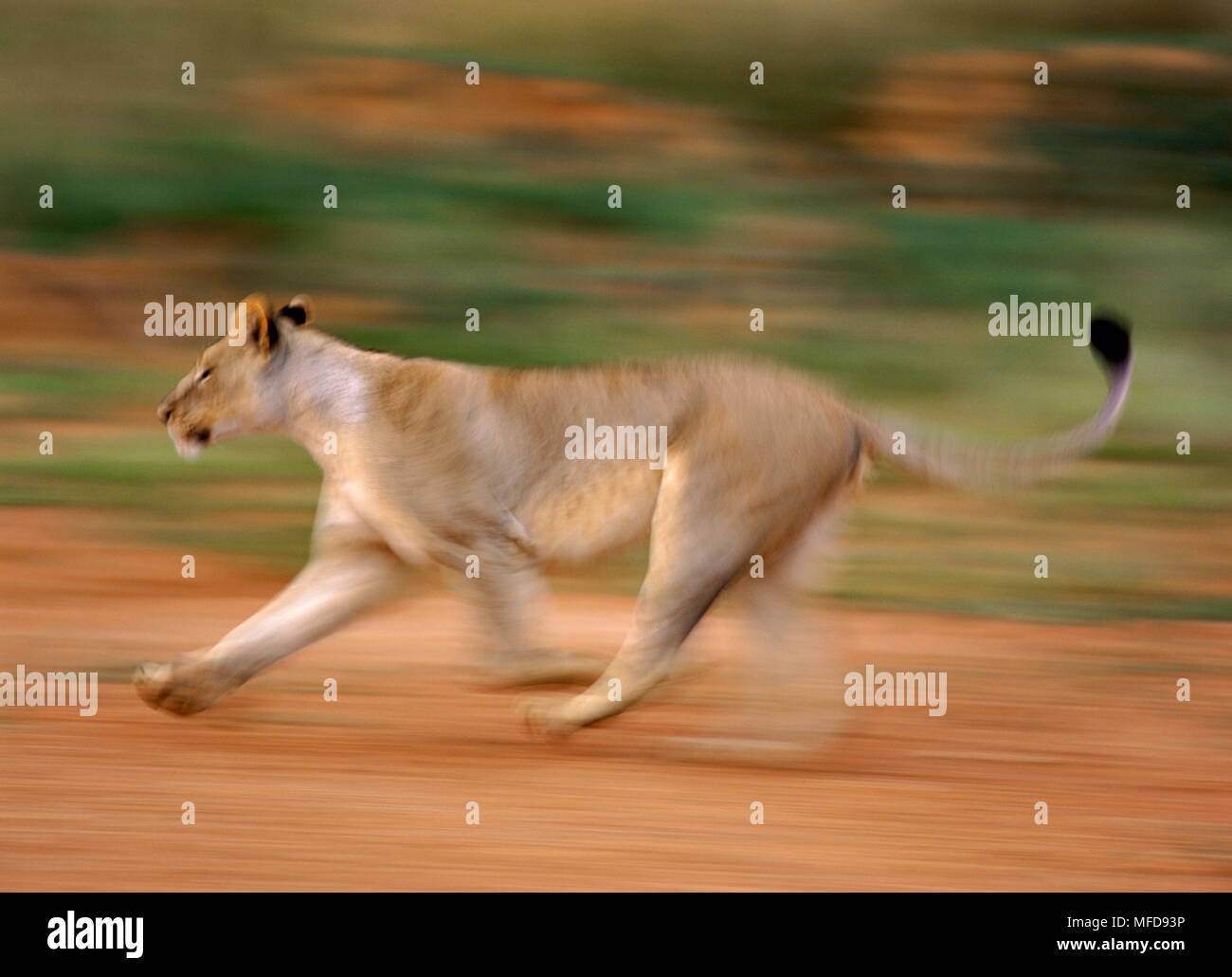 Female lions running hi-res stock photography and images - Alamy