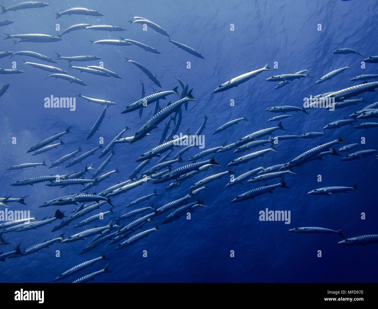 Banc de poissons hires stock photography and images Alamy