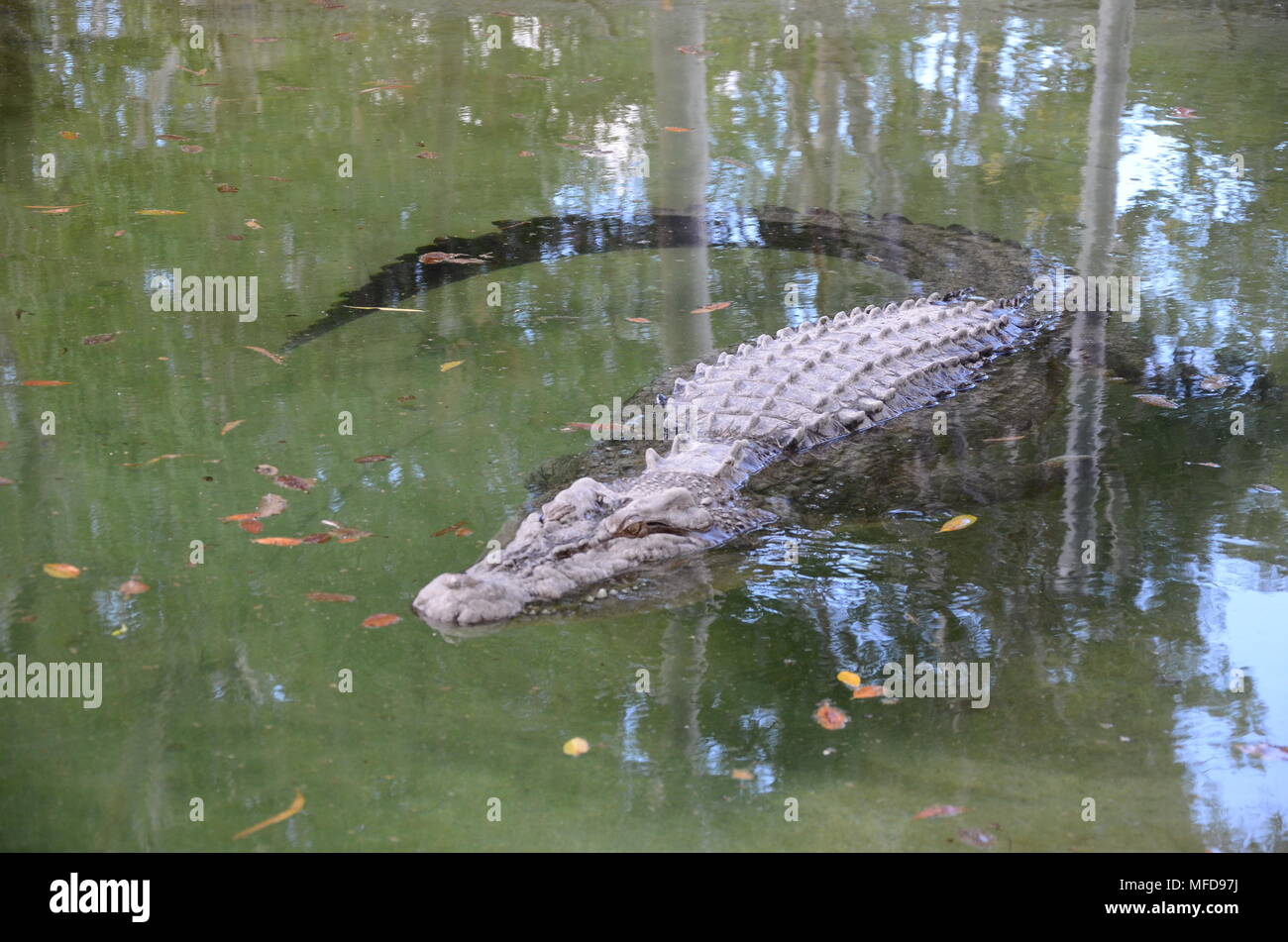 crocodile in mangrove flats, cockle bay, magnetic island Stock Photo
