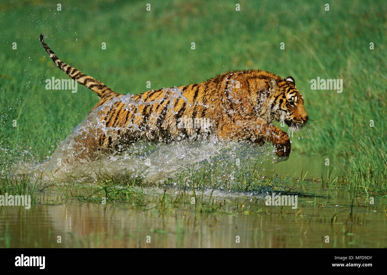 BENGAL TIGER Panthera tigris jumping through water USA Stock Photo - Alamy