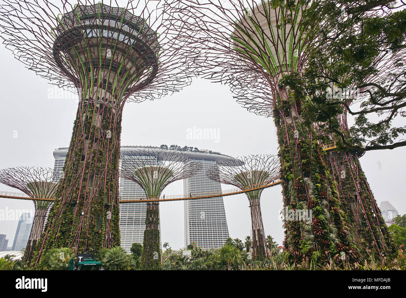 The close-up view from low angle of the Super Trees in Gardens by the Bay with some people enjoying in the park, The Marina Bay Sands in background Stock Photo