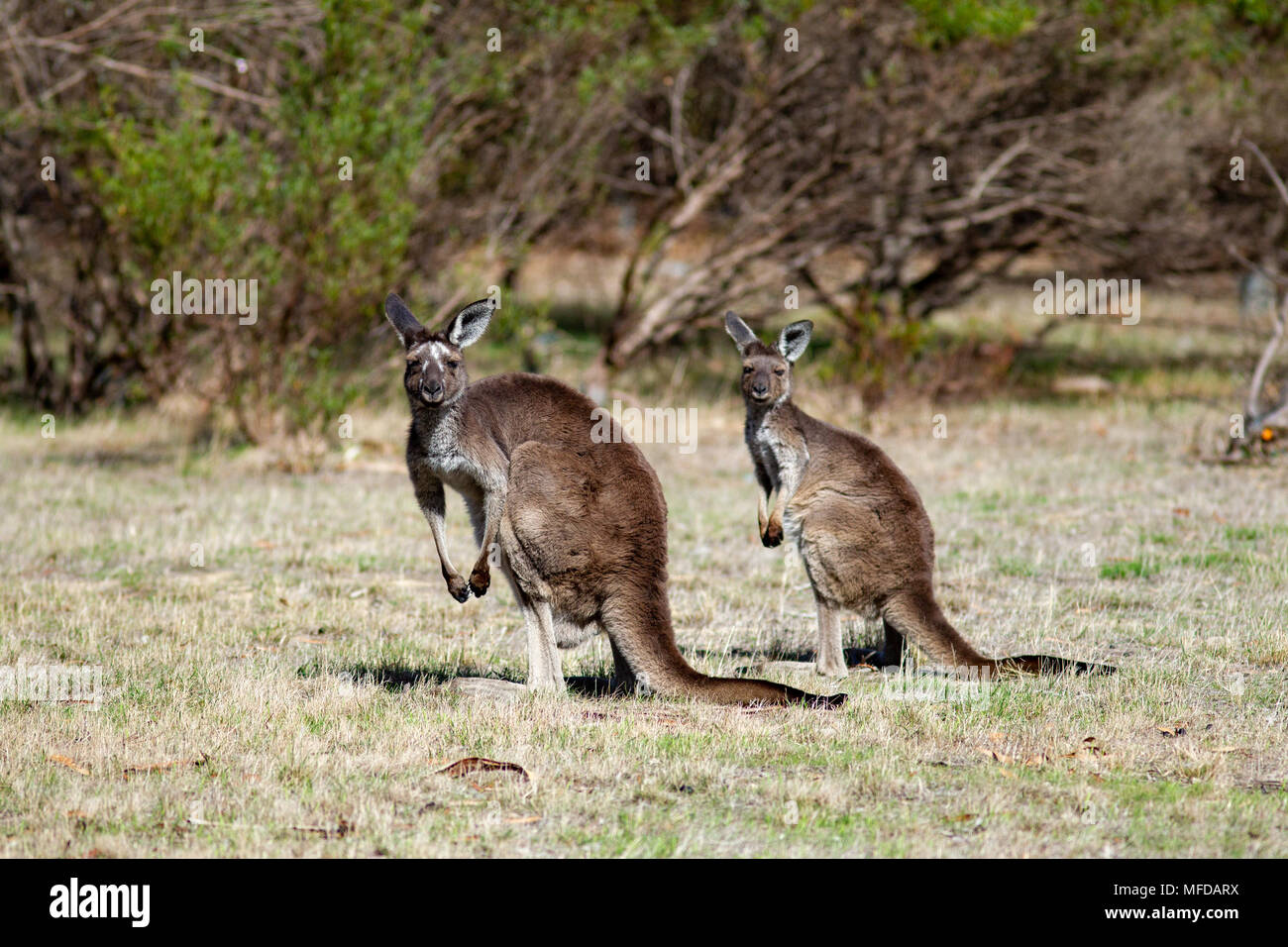 2 Two kangaroo wallabies at the Mount Bold Reservoir on 25th April 2018 Stock Photo