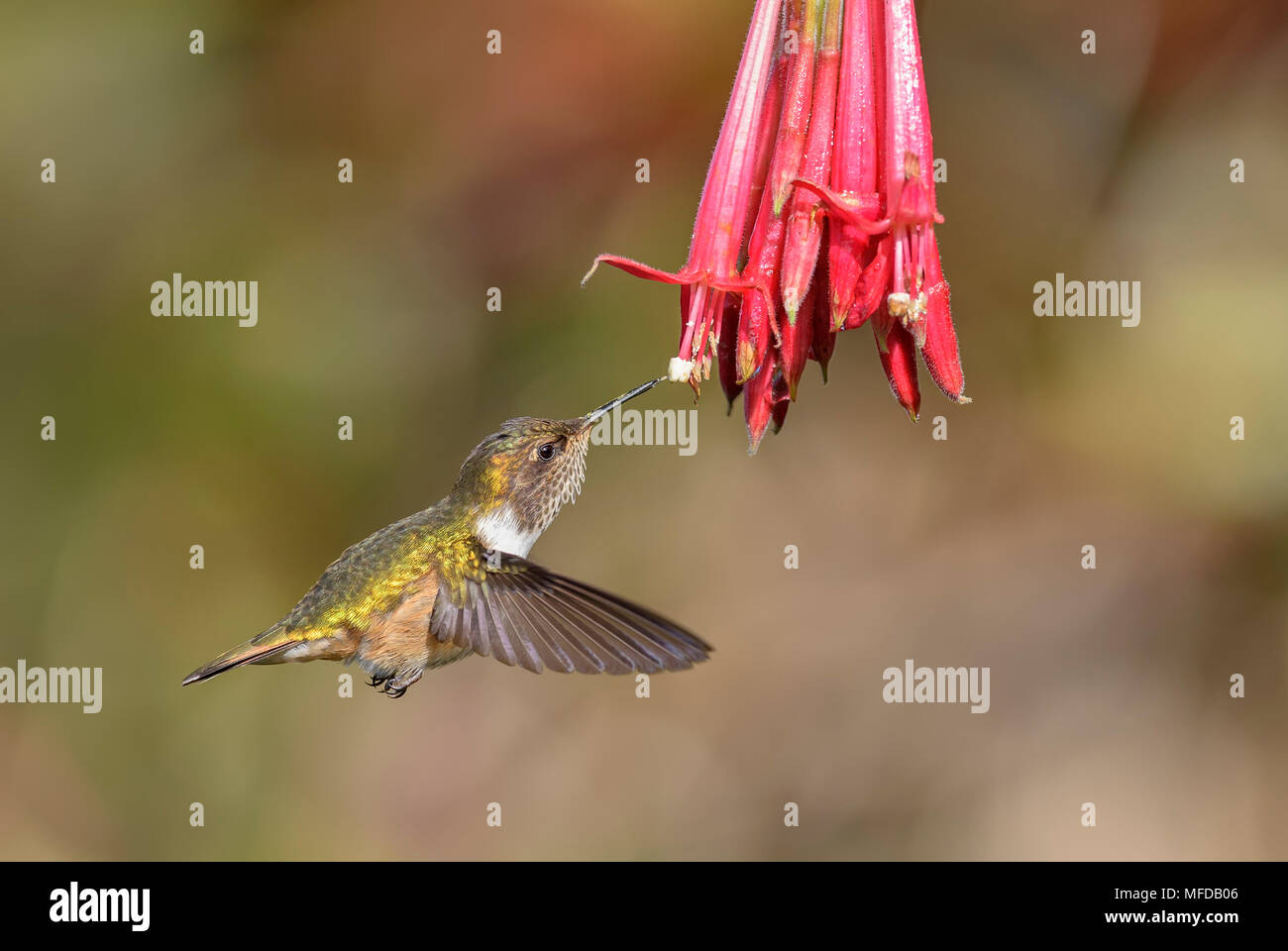 Volcano Hummingbird - Selasphorus flammula, beautiful colorful small hummingbird from Central America forests, Costa Rica. Stock Photo