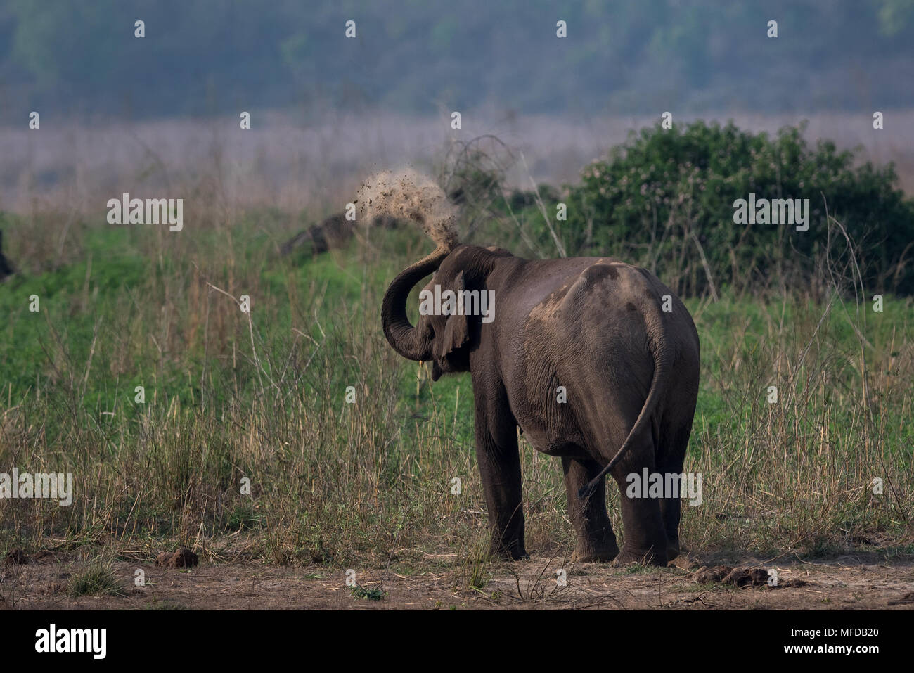 wild elephants- India Stock Photo - Alamy