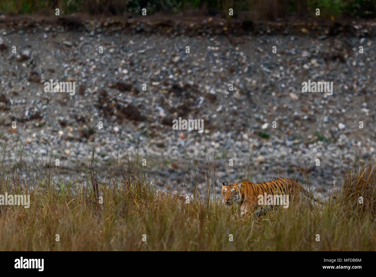 Royal bengal tiger in habitat Stock Photo Alamy