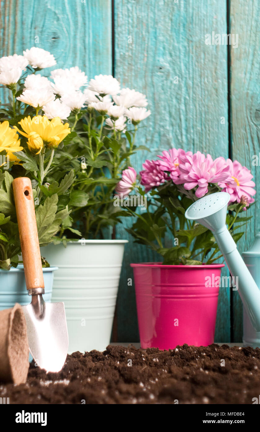 Image of colorful chrysanthemums in pots, watering cans near wooden fence Stock Photo