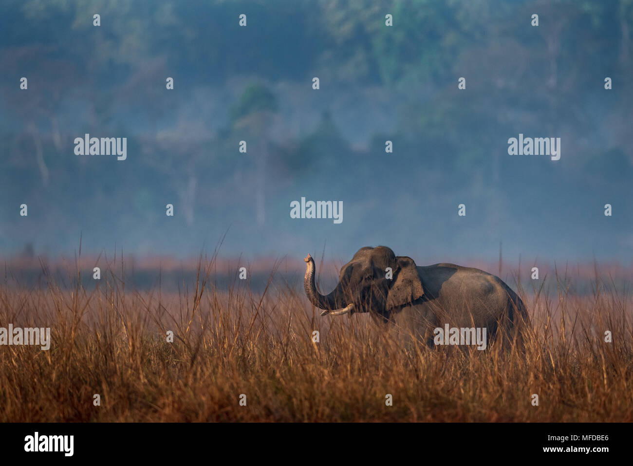 wild elephants- India Stock Photo - Alamy