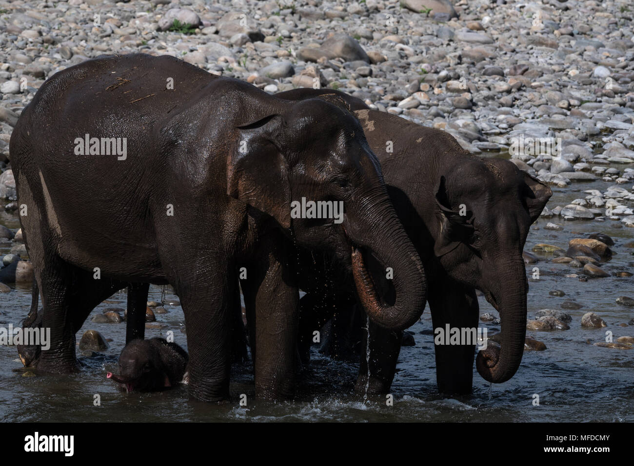 wild elephants- India Stock Photo - Alamy